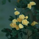泡泡的头像