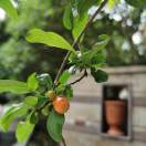 云工创客-*米莉