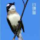 白头翁