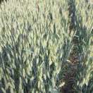 刘俊杰的头像-博士钣金 - www.bsbanjin.com