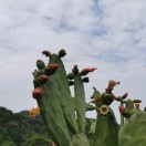 小林