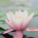 找茶你好