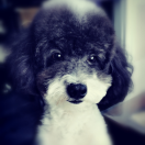 user icon