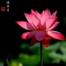 大兵_373