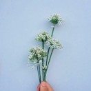 🌹倩如罂粟🌴💐