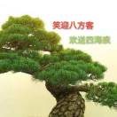 五针松的头像 