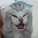 宇