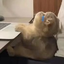 FOX.???