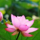 zero-棉花糖网络安全资源站