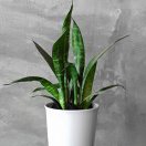 惦着脚尖摘月亮