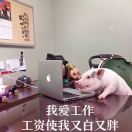 dabao88的头像-小哥网