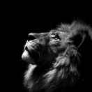 lion-king's Avatar