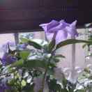 喜乐的头像-归元之道