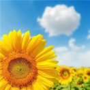 向日葵的执着60400