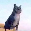 何鑫