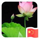 AngelZhu