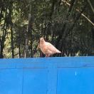 去码头整点薯条🍟的头像-cok论坛 - AGREE动漫游戏