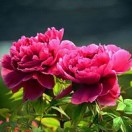 红红    