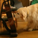 一斤三十-秀琴曲谱网