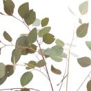 Ivy_682