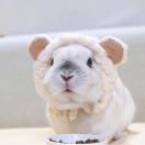 GalenJin