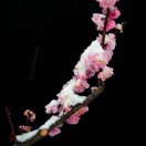 梅