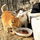 不愿透露姓名的某ck