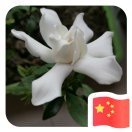 土豆烧洋芋2375401
