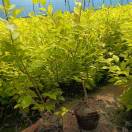 A-洋😇13353548916