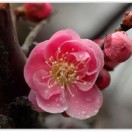 Ivy_120