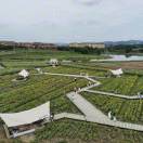 Brillant（亮亮）_969