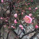 wx_雪芳14