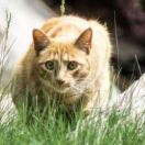 legendcat's Avatar