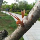 风起时想你