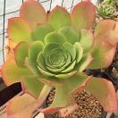 小👍飞多肉夏、冬季节可寄养