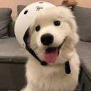 zxcv33的头像-麦子社区