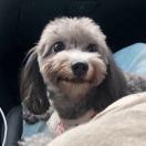 alpha-doggod's Avatar