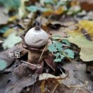 反脆弱：从不确定性中获益