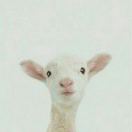 Yygna
