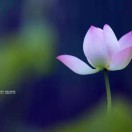 岁月静好