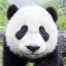 郭俊廷