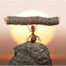 ant-giant's Avatar