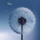 看六角发呆的头像-日本！日本语