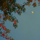 秦越的头像-熵减岛