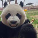 郑旭东
