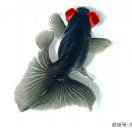 chenzhu