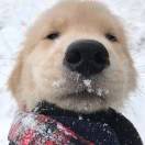 weixin_****N52LoQ...