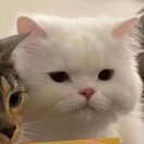 随便