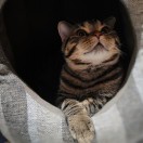 l的钢琴谱
