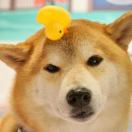 喆